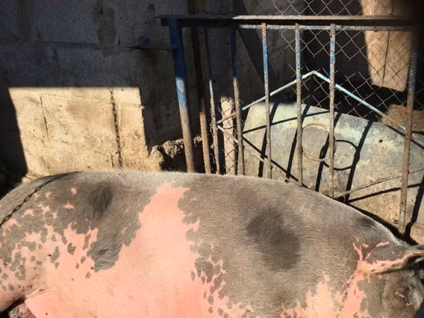 Boar, Pigs — Moldova