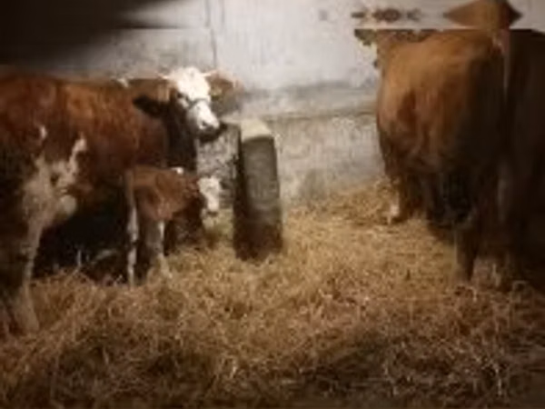 Cow, Simmental cattle — Hungary