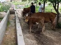 Vacă, Bovine — foto 1