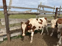 Vache, Bovins — photo 5