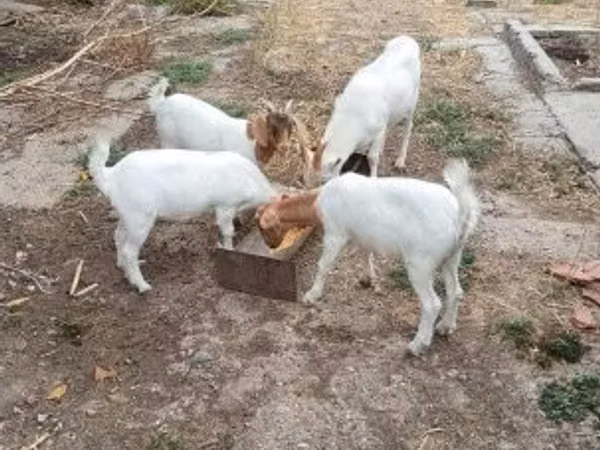 Goat, Goats — Hungary