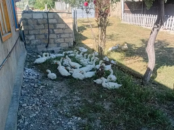 Ducks — Азербайжан