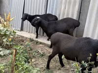 የጎትት አውራ በግ, Sheep — ፎቶ 5