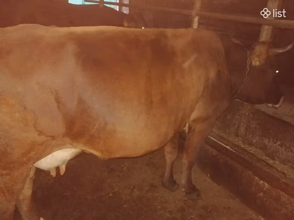 Կովի անարատ թարմ կաթ