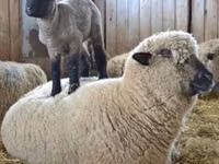 قوچ, Hampshire sheep — عکس 5