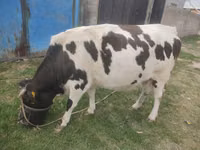 گاو نر, Russian Black pied cattle — عکس 5
