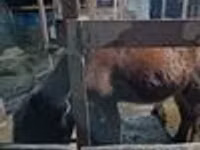 Kuda betina, Horses — foto 6
