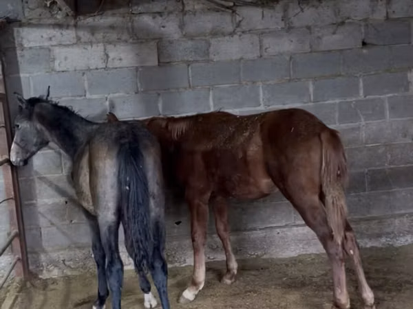 اسب نر, French Trotter — قرقیزستان