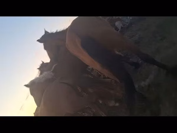 Mare, Horses — Kazakhstan