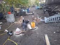 Turkeys — ფოტო 2