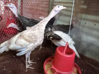 Turkeys — снимка 3