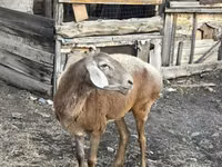 Ovce, Edilbay sheep — foto 2