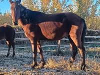 Kuda betina, Horses — foto 1