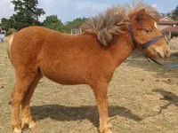 ม้าตัวผู้, Miniature horse — รูปภาพ 1