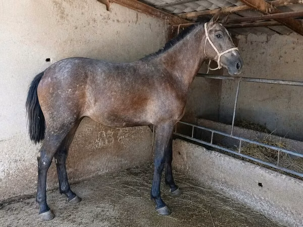 Horse (M), Friesian sport horse — Kyrgyzstan