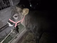 Toro, Bovini — foto 8