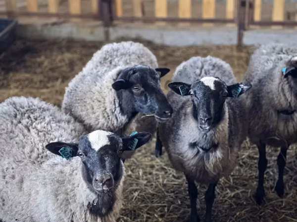 แกะตัวเมีย, Romanov sheep — รัสเซีย