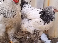 براهما — عکس 1