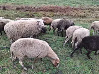 میش, Assaf sheep — عکس 1