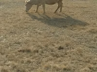Cow, Cattle — photo 2