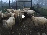 میش, گوسفند — عکس 3