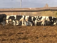 Cow, Holstein breed — photo 1