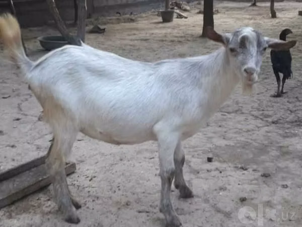 Goat, Alpine goat — Uzbekistan