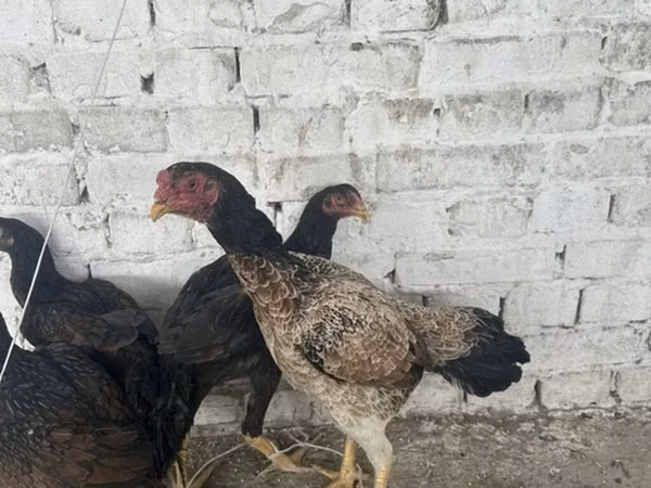 Chickens — Kyrgyzstan