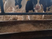 Boğa, Russian Black pied cattle — foto 4