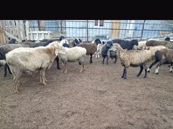 Ram, Kazakh fat-tailed coarsewool sheep