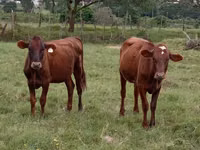 गाय, मवेशी — फ़ोटो 2