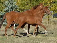 Cavallo, Kisber felver — foto 1