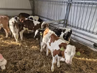 Cattle (batch, sex not specified), Simmental cattle — photo 3