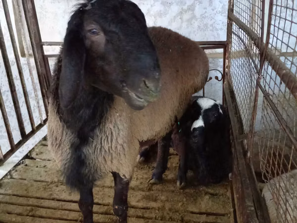 Ram, Blackheaded Persian sheep — Uzbekistan