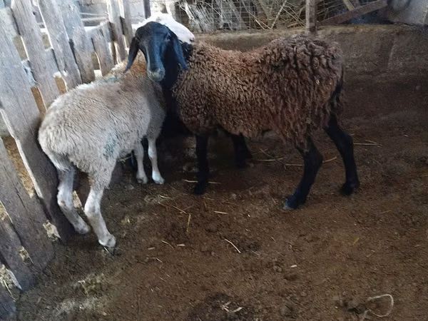 Sheep, Sheep — Kyrgyzstan