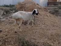 የጎትት አውራ በግ, Sheep — ፎቶ 5