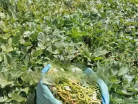 Super Vine K (Sweet Potato Vines) - 200 Cuttings — 照片 1