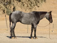 Koń, Quarter Horse — zdjęcie 7