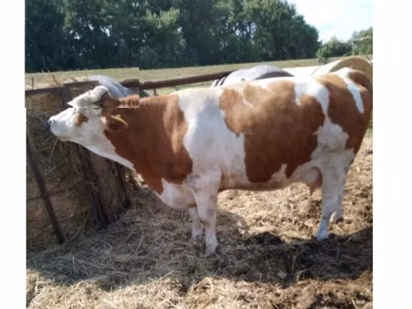 Vache, Simmental cattle — Hongrie
