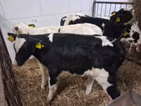 Toro, Russian Black pied cattle — foto 7