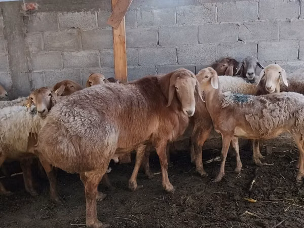 Sheep, Arashan sheep — Kyrgyzstan