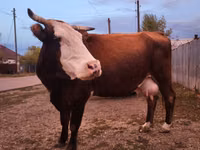 Cow, Latvian Blue cattle — photo 3