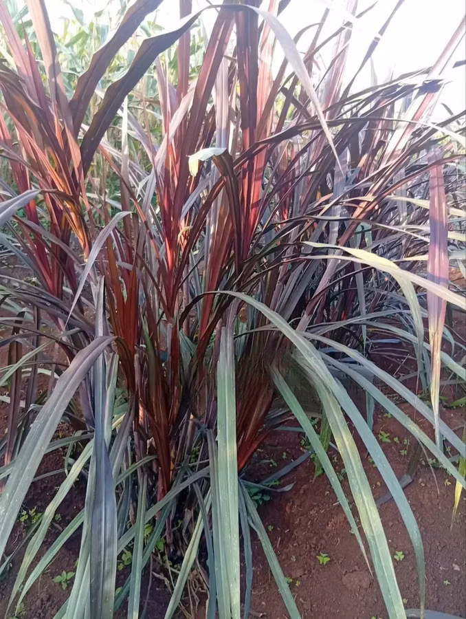 Australian Red Napier (Purple Napier) Cuttings - 100 Pieces