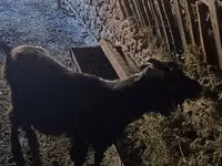 بز ماده, بز — عکس 4