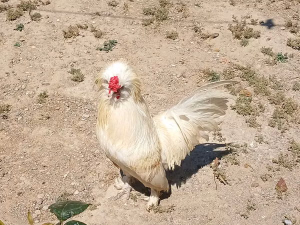 Chickens — Azerbaïdjan
