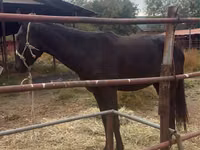اسب نر, Kazakh horse — عکس 4