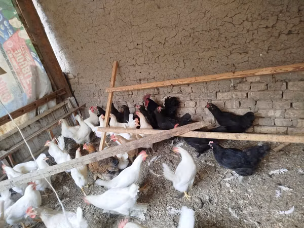 Ayam Cemani — Uzbekistan