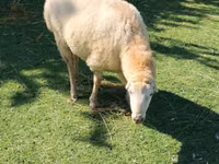 Ram, Sheep — photo 2