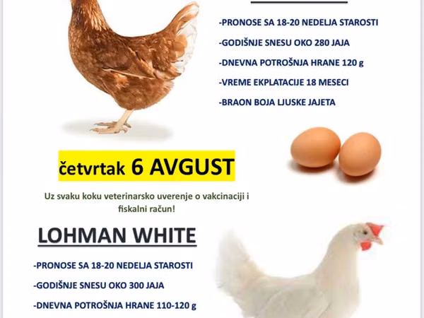 Chickens — Сербія