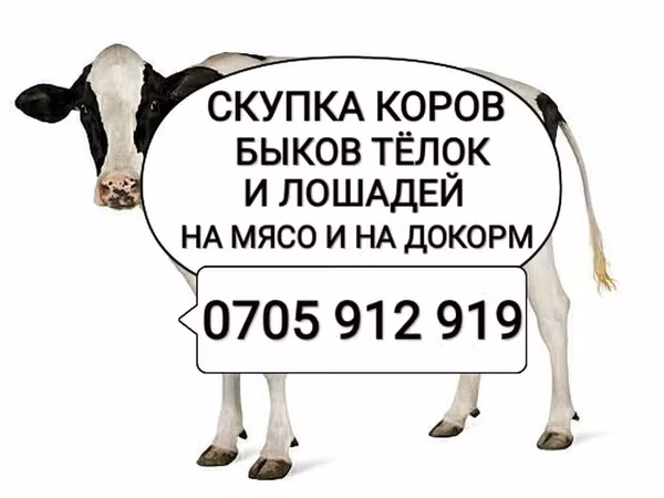 Bull, Cattle — Kyrgyzstan